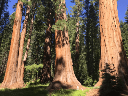 sequoia sequoiakokalitchevaaxios