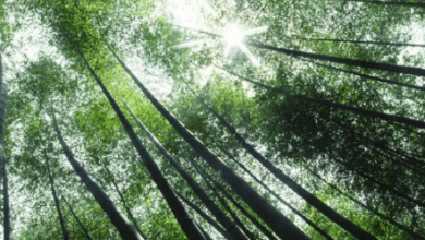 5120x1440p 329 bamboo images