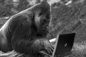 monkey on computer
