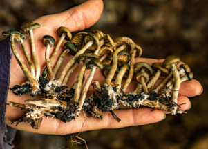 From Ingestion To Experience: Understanding The Timeline Of Shroom Effects