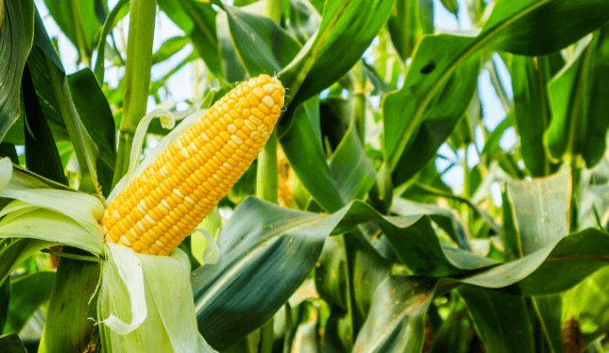 Plant:Gzylbcole8e= Corn