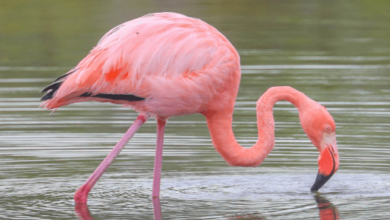 Real:I-Hk6kekgro= Flamingo