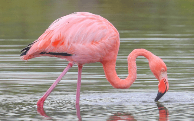 Real:I-Hk6kekgro= Flamingo