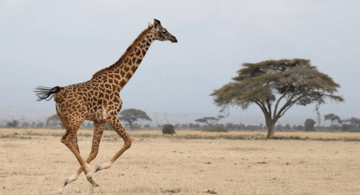 Animal: Jgefuqojhbk = Giraffe