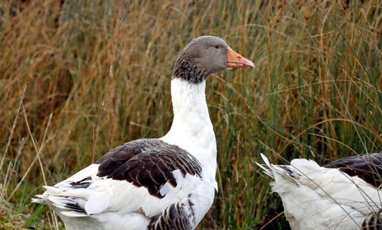 mellozgalgoen profile summary