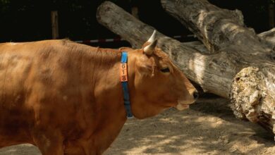 identification log entries listed