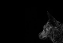 profile check details overview