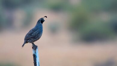 lamp guide and specifications