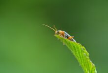 guide to fixing evebiohaztech bugs