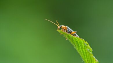 guide to fixing evebiohaztech bugs